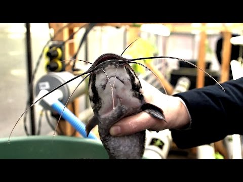 Von Bananenbäumen träumen - Trailer 1 - Deutsch