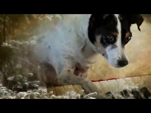 HEART OF A DOG Trailer (deutsch/german)