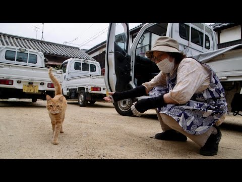 The Cats of Gokogu Shrine Trailer